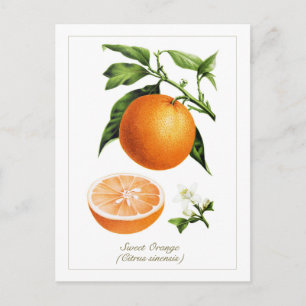 Illustratie van sinaasappel fruit in vintage botan briefkaart