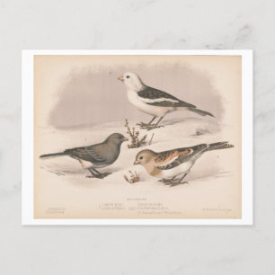 illustratie van sneeuwvogels briefkaart