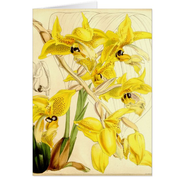 Illustratie van Stanhopea wardii (Voorkant)