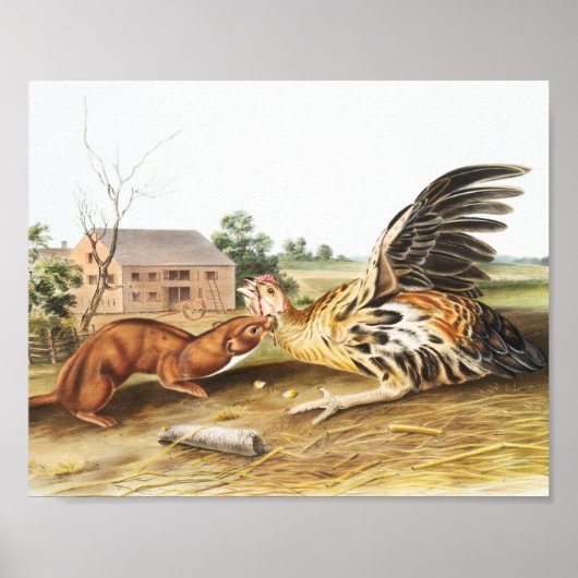 Illustratie van Tawny Weasel (Putorius fuscus) Poster (Voorkant)