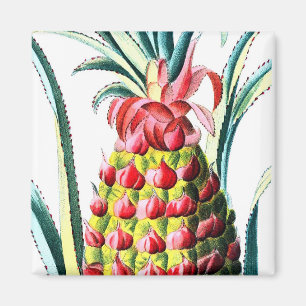 Illustratie van vintage ananas tropisch fruit magneet