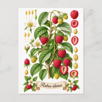 Illustratie van vintage botanische framboos briefkaart