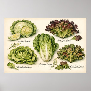 Illustratie van vintage botanische sla variëteiten poster
