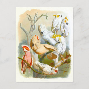 Illustratie van vintage kaketoes briefkaart