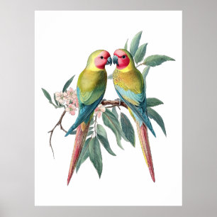 Illustratie van vintage prinsesparkieten poster