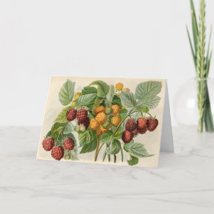 Illustratie van vintage rode en gele frambozen kaart