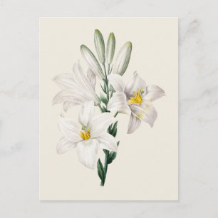 Illustratie van Vintage Witte Lelie Botanisch Briefkaart