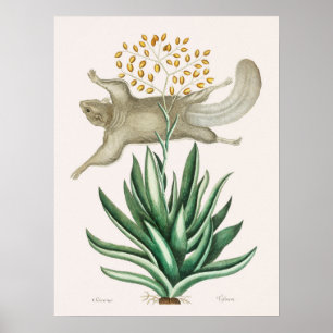 Illustratie van vliegende eekhoorn in vintage stij poster