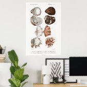  illustratie van weekdieren poster (Thuiskantoor)