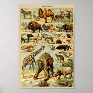  illustratie van wilde dieren poster