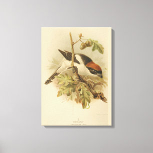  illustratie van Woodchat Shrike Canvas Afdruk