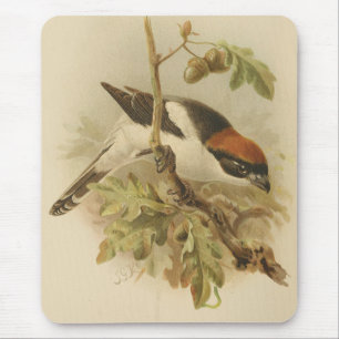 illustratie van Woodchat Shrike Muismat