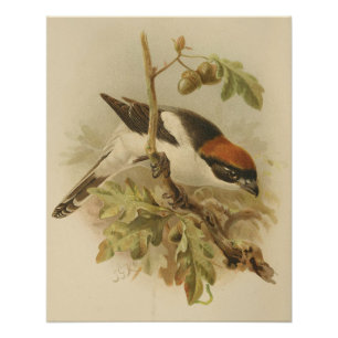  illustratie van Woodchat Shrike Perfect Poster