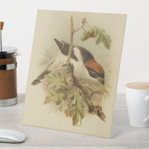 illustratie van Woodchat Shrike Reclamebord Met Voetstuk