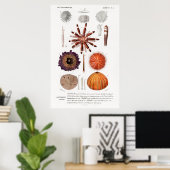  illustratie van zee-urchinen poster (Thuiskantoor)
