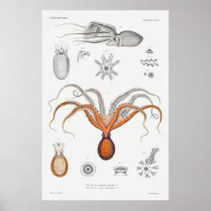 Illustratie  vierkant/octopus poster
