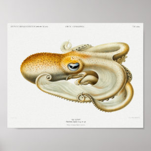 Illustratie  vierkant/octopus poster