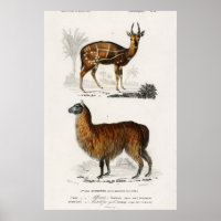Illustratie Vintage Alpaca en Antilope