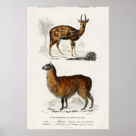 Illustratie Vintage Alpaca en Antilope Poster