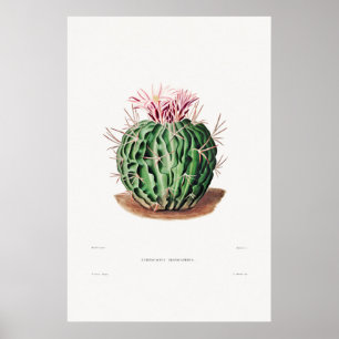 Illustratie Vintage Cactus Poster