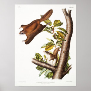 Illustratie  vliegend eekhoorn poster