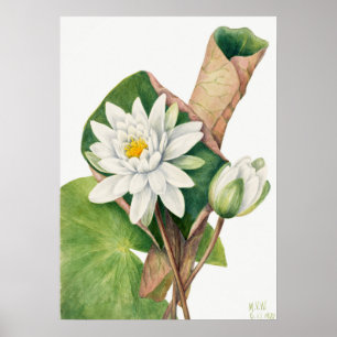  illustratie WaterLily Poster