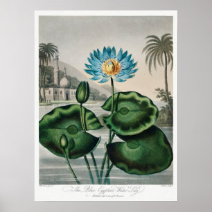  illustratie WaterLily Poster