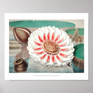 illustratie WaterLily Poster