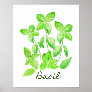 Illustratie waterverf Basil Poster