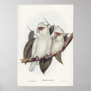  illustratie Witte kaketoe Vogels Muurkunst Poster