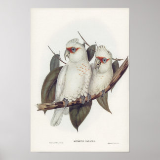 illustratie Witte kaketoe Vogels Muurkunst Poster