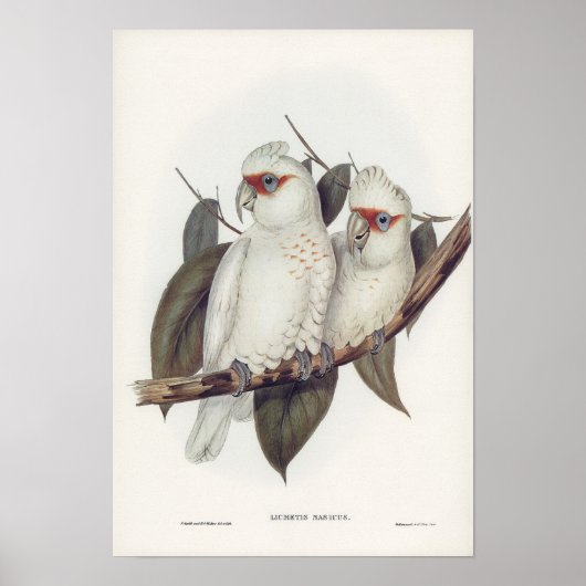  illustratie Witte kaketoe Vogels Muurkunst Poster (Voorkant)