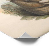 illustratie Wombat Poster (Hoek)