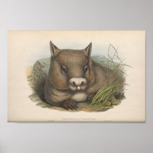  illustratie Wombat Poster