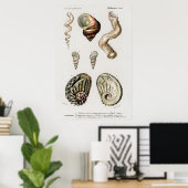 Illustratie  zeeschelpen poster (Thuiskantoor)