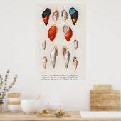 Illustratie  zeeschelpen poster (Keuken)