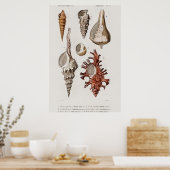 Illustratie  zeeschelpen poster (Keuken)