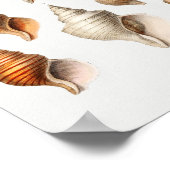 Illustratie  zeeschelpen poster (Hoek)