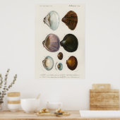 Illustratie zeeschelpen poster (Keuken)