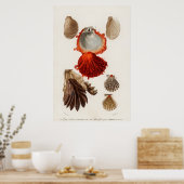 Illustratie  zeeschelpen poster (Keuken)