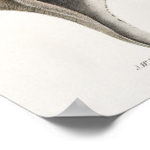 Illustratie  zeeschelpen poster (Hoek)