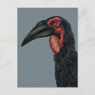 Illustratie Zuid-Ground Hornbill Briefkaart