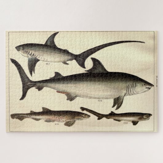 Illustratief diagram van de haai (1901) legpuzzel (Horizontaal)