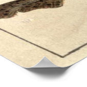 Illustratief diagram van de  haai (1901) poster (Hoek)