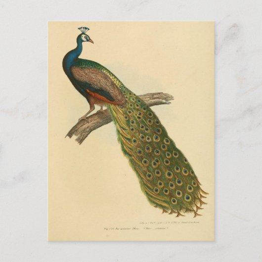 Illustratiepunt Briefkaart (Voorkant)