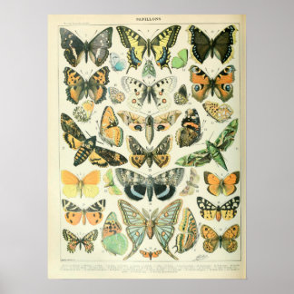 illustraties Butterflies Poster