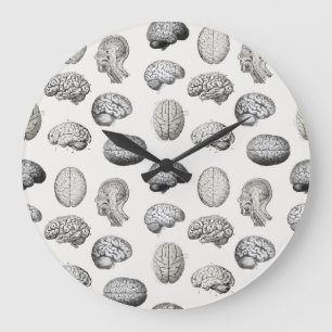 Illustraties van antieke hersen anatomie biologie grote klok