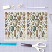 Illustraties van de partij, eieren, ontkoppeling tissuepapier (Craft)