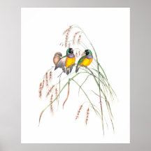  illustraties van Gouldian Finch Bird