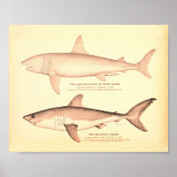  illustraties van haaien